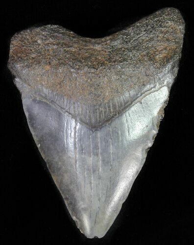 Juvenile Megalodon Tooth #62139